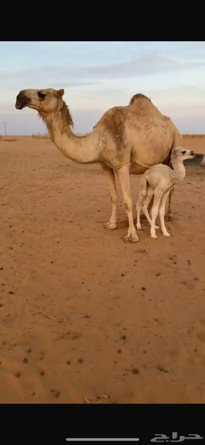 خلفه هديه سوم 13200 0