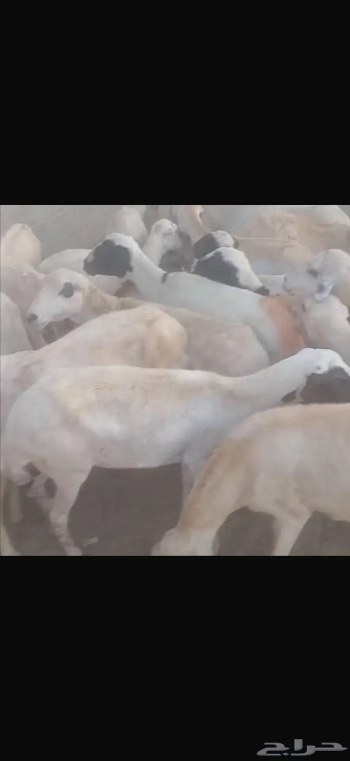 ضان بلدي العدد 37 1