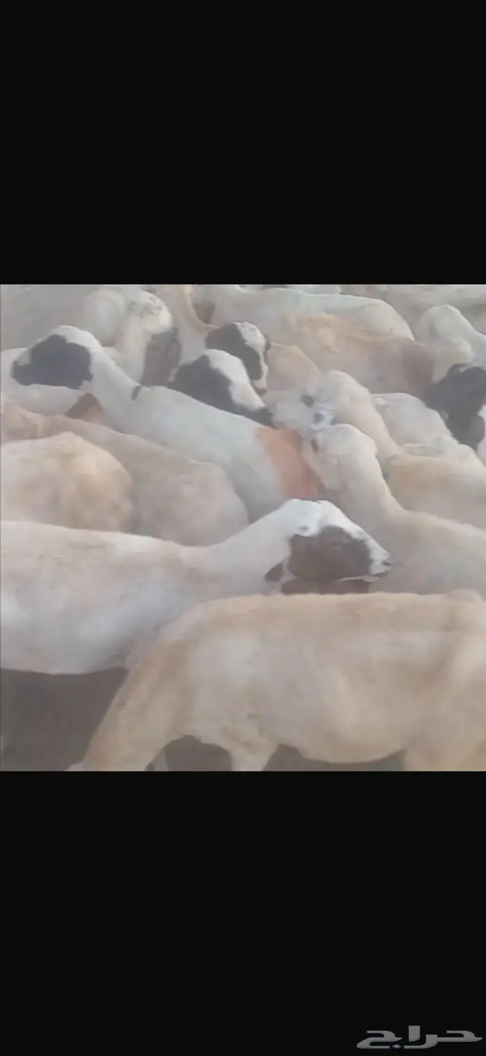 ضان بلدي العدد 37 0