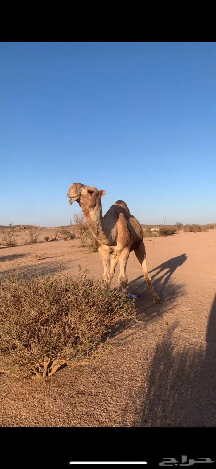 بعير احمر 1