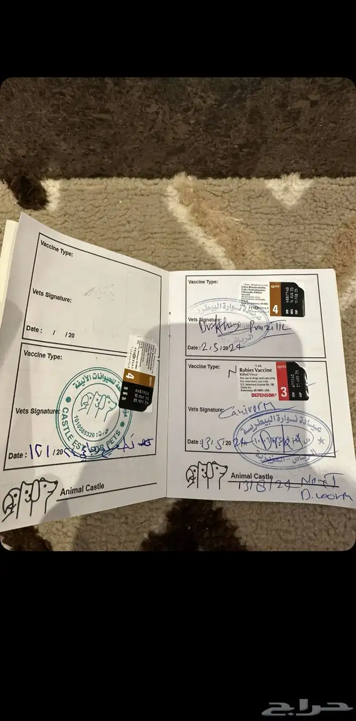 قط همالايا 6