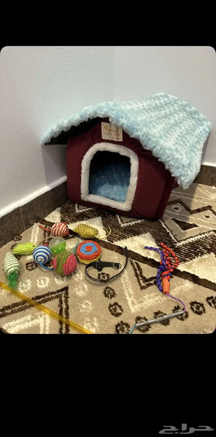 قط همالايا 8