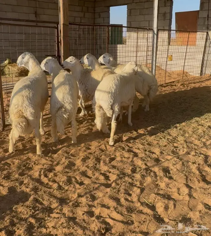 جذعان حري فاخره 3