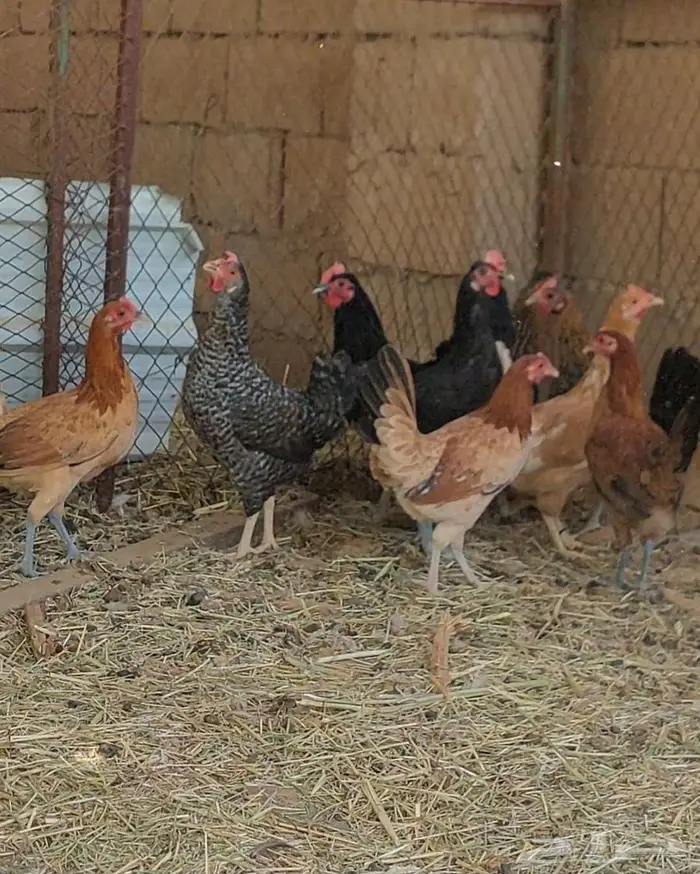 دجاج للبيع 9 حبات 0