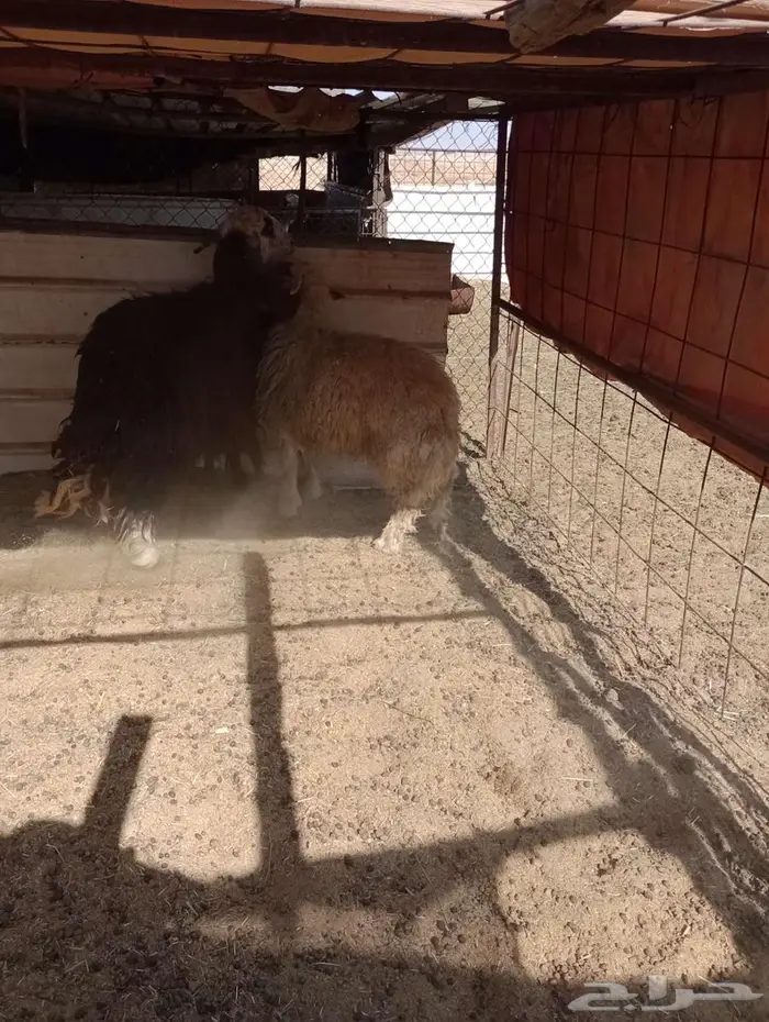 خروف ورخل للبيع 5