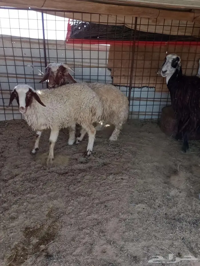 خروف ورخل للبيع 0