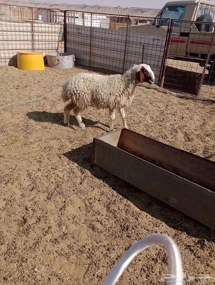 خروف ورخل للبيع 1