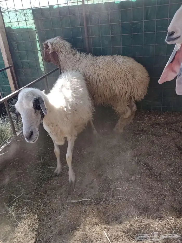 خروف ورخل للبيع 2