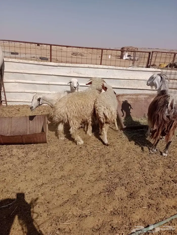 خروف ورخل للبيع 3