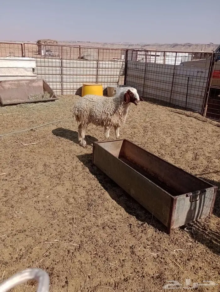 خروف ورخل للبيع 4