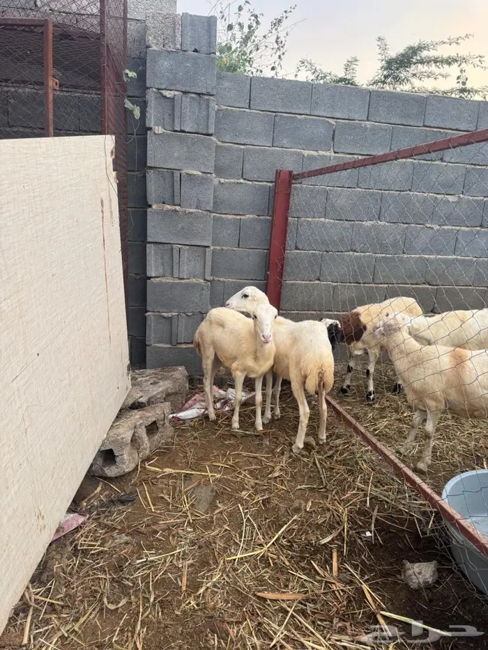 رخيل فاخره بلدي 4