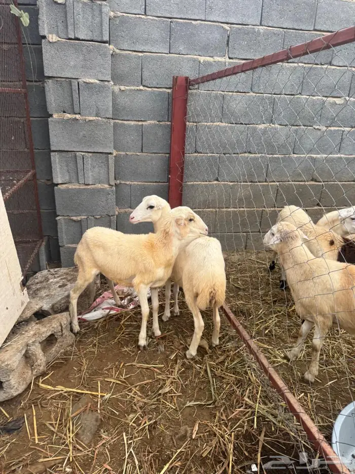 رخيل فاخره بلدي 2