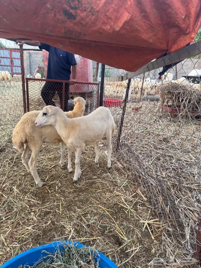 رخيل فاخره بلدي 0