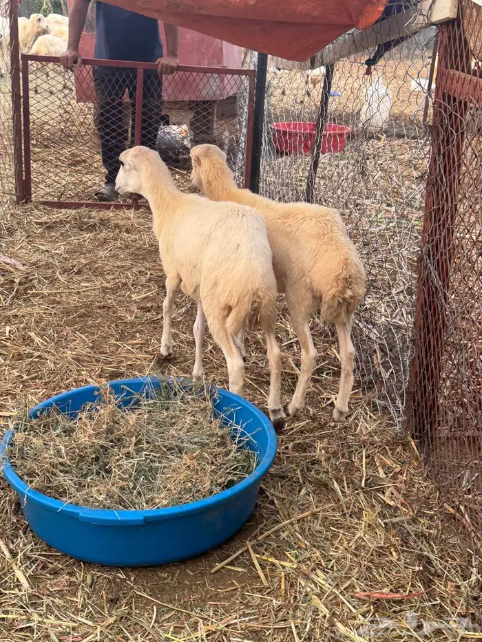 رخيل فاخره بلدي 1