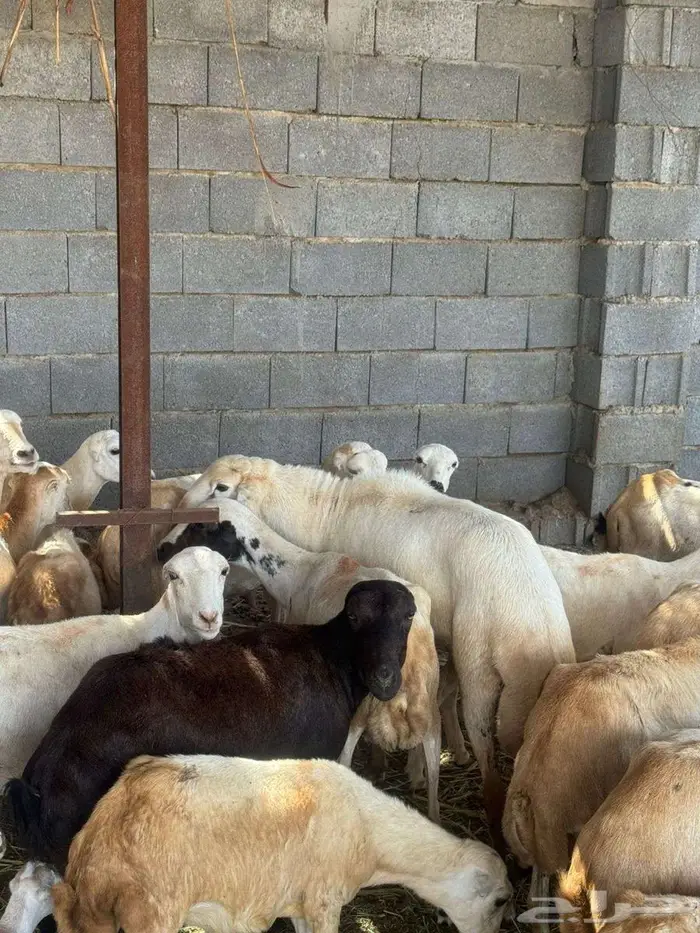 فحل بلدي فاخر 2