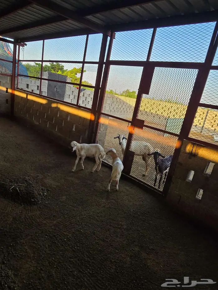 اثنين كباشه تربيه 1