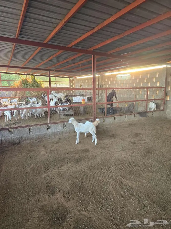 اثنين كباشه تربيه 4