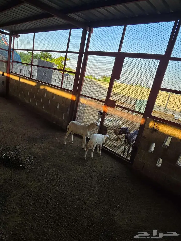 اثنين كباشه تربيه 2