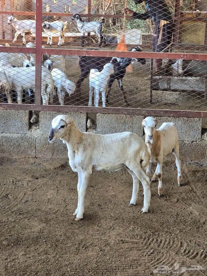 اثنين كباشه تربيه 3