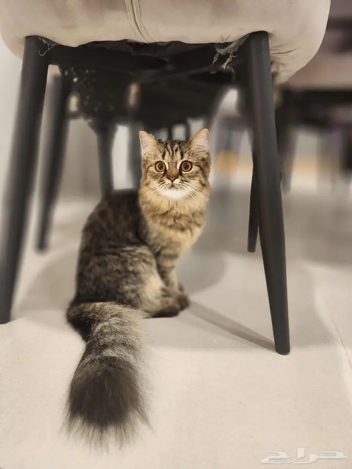 قطط شيرازي للتبني بدون مقابل 0