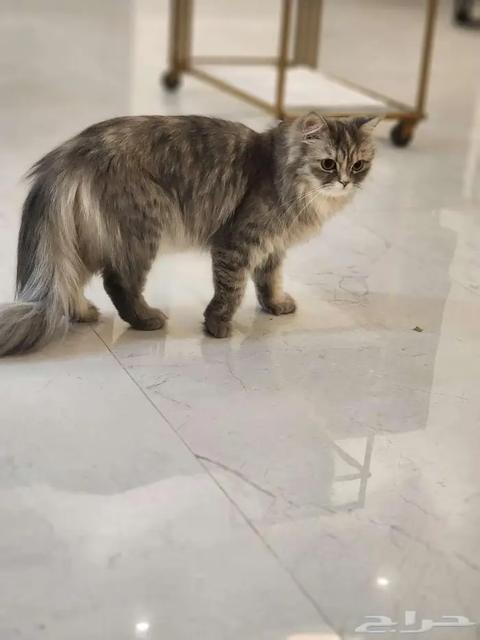 قطط شيرازي للتبني بدون مقابل 1