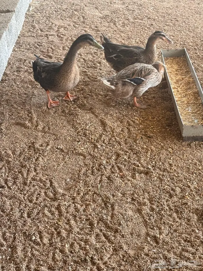 بط بري للبيع 1