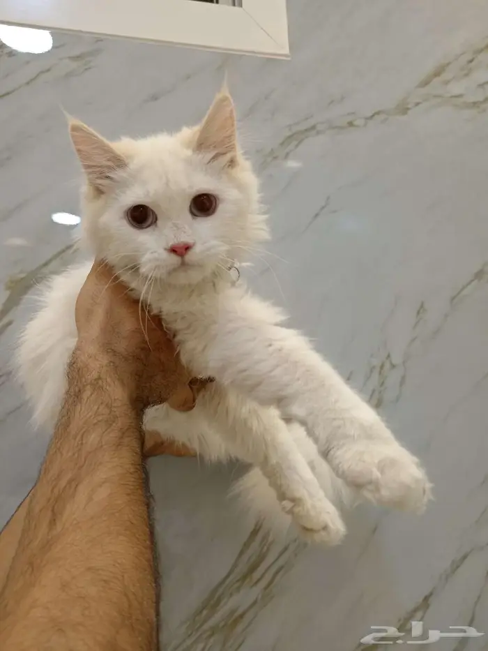 قط هملايا أشقر 3