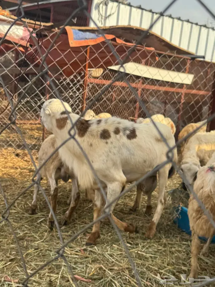 فحل بلدي فاخر 4