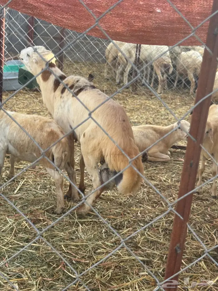 فحل بلدي فاخر 2