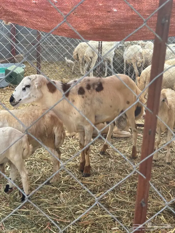 فحل بلدي فاخر 3