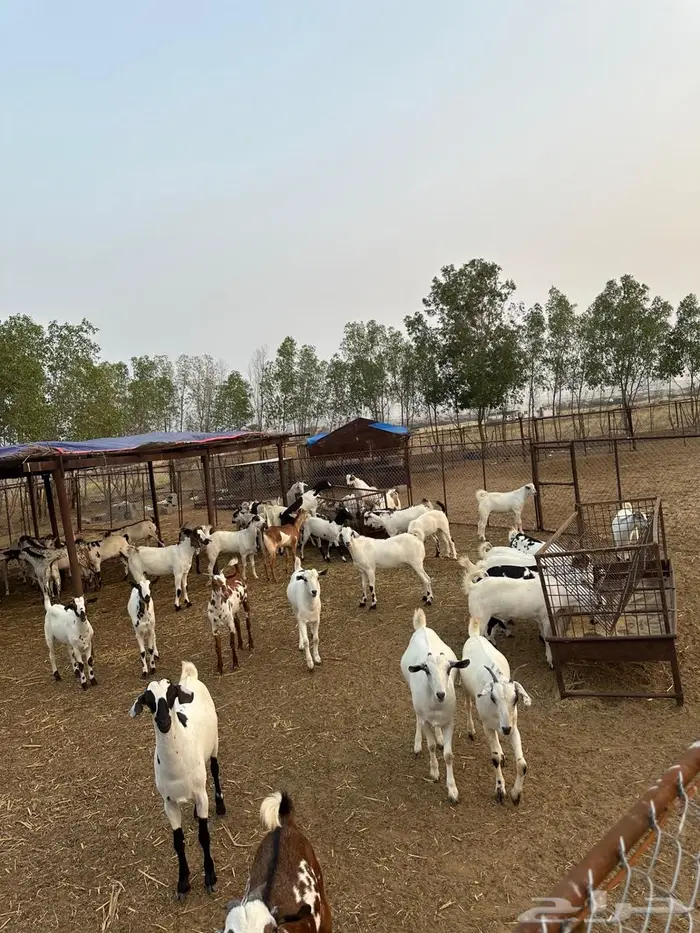 تيوس مناسبات 0