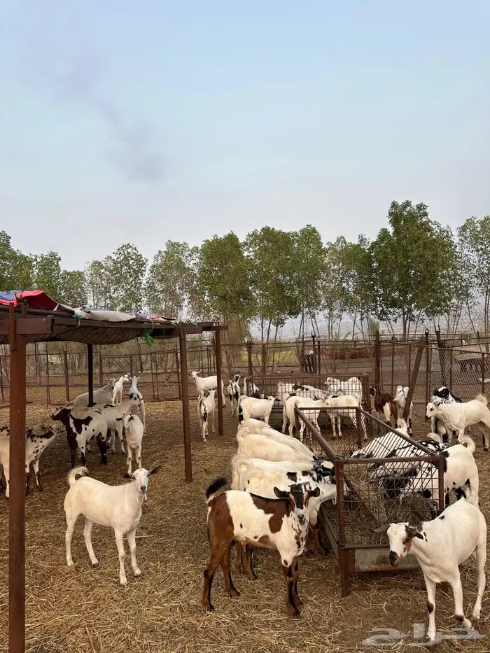 تيوس مناسبات 1