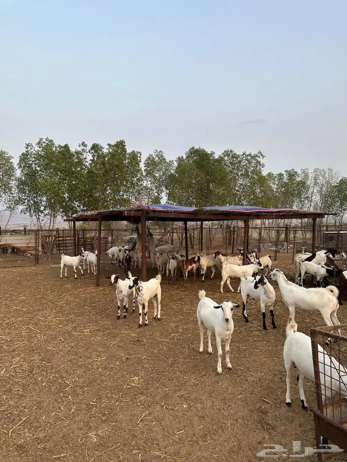 تيوس مناسبات 3