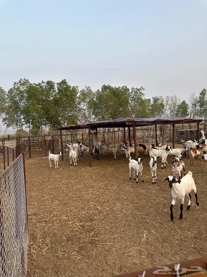 تيوس مناسبات 4