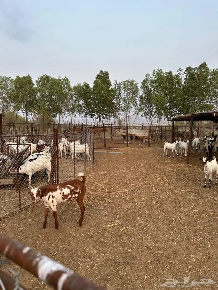 تيوس مناسبات 5