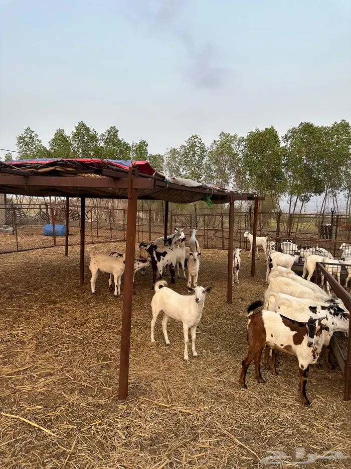 تيوس مناسبات 6