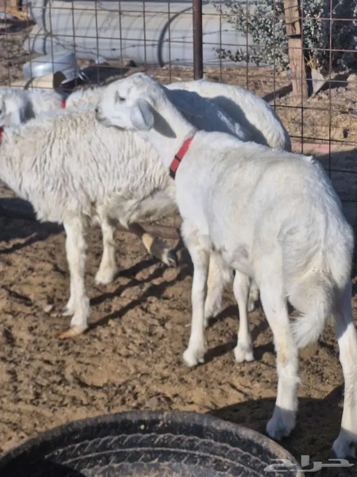 ذبايح طليان ب1250 0