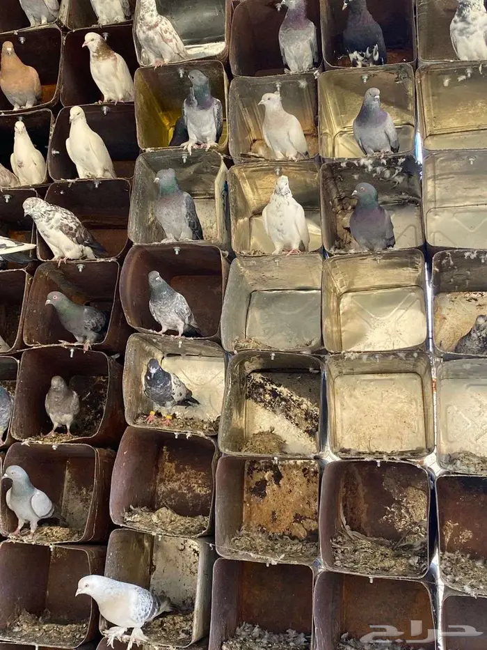 فرصة حمام مشكل للبيع 0