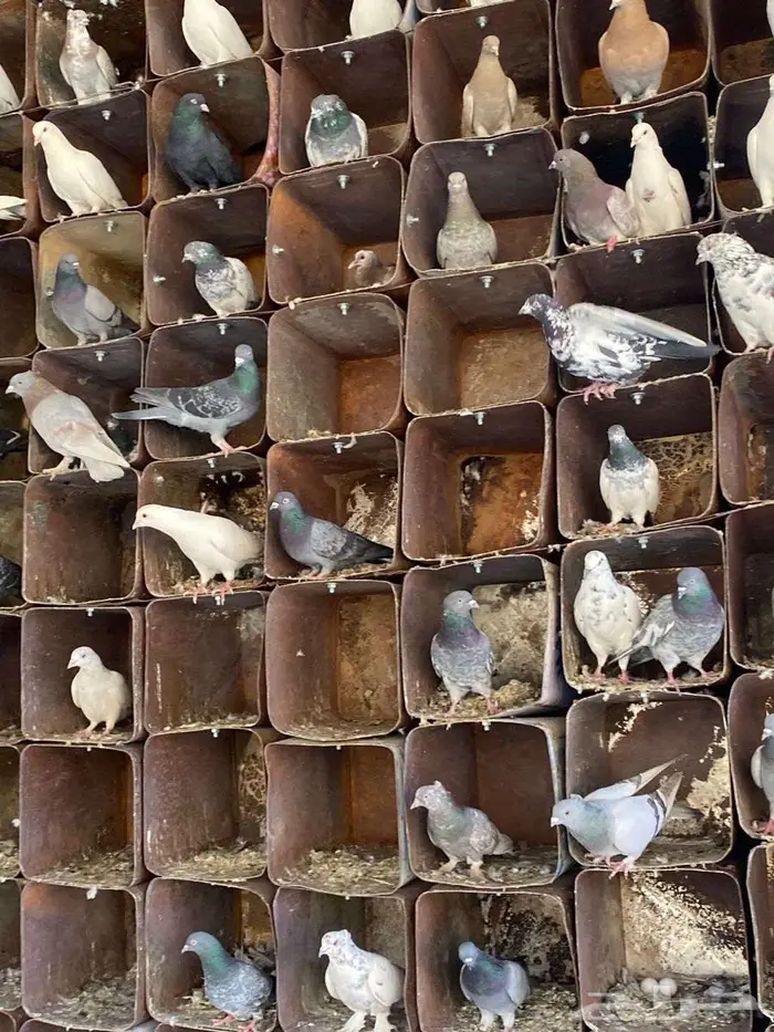 فرصة حمام مشكل للبيع 1