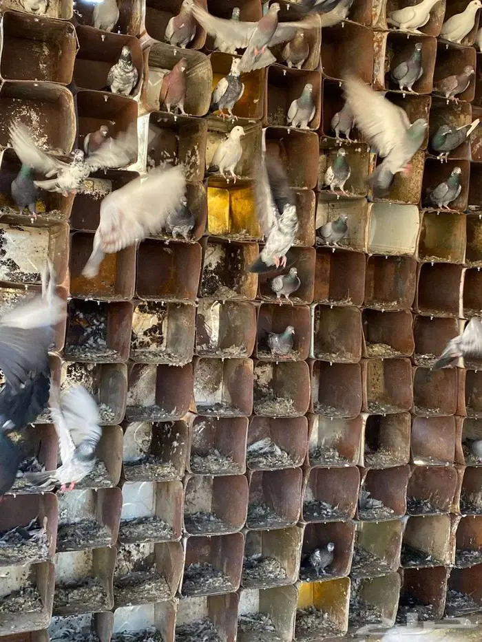 فرصة حمام مشكل للبيع 2