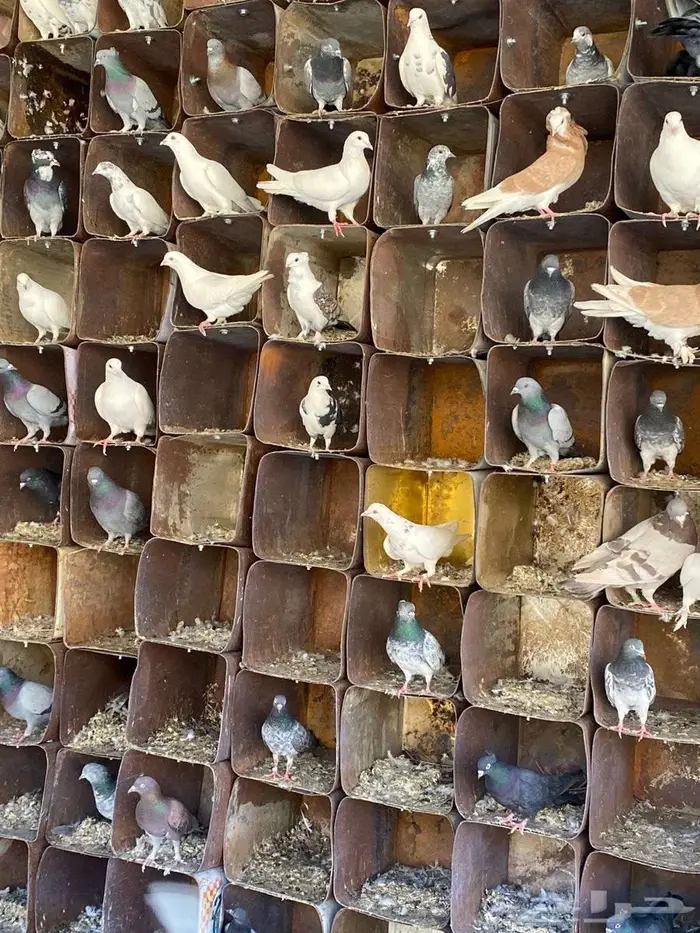 فرصة حمام مشكل للبيع 3