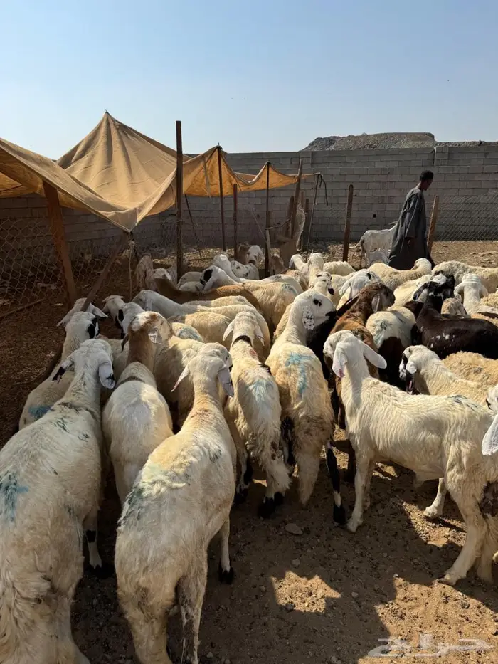 طليان سواكني 1