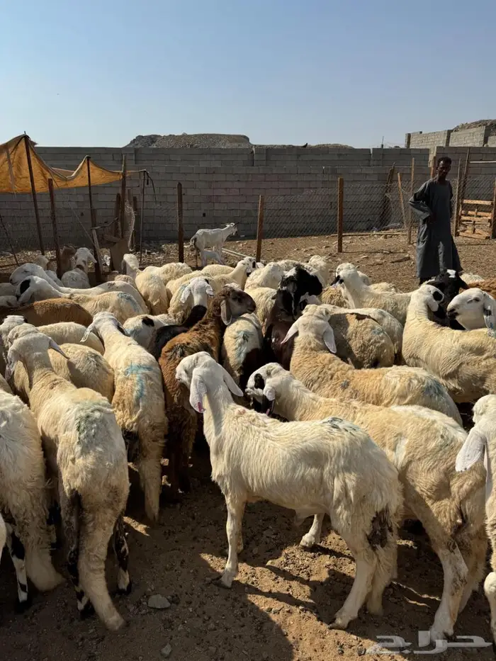 طليان سواكني 2