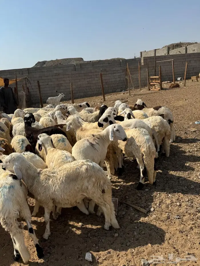 طليان سواكني 0