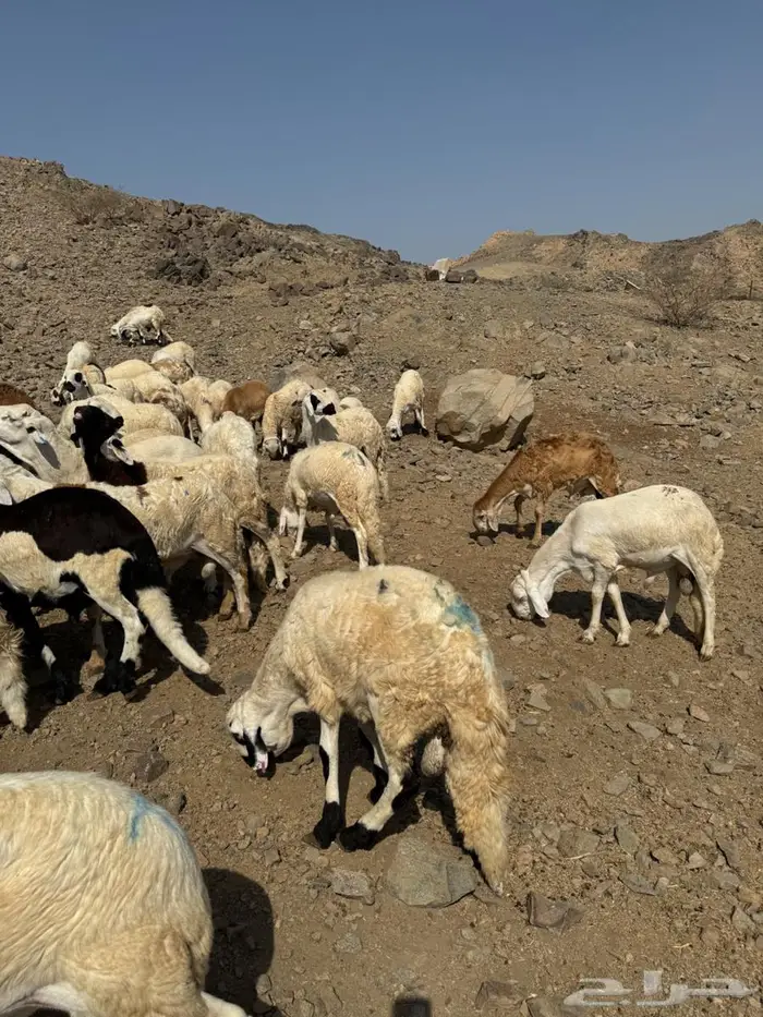 طليان سواكني 3