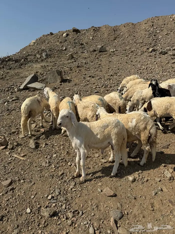 طليان سواكني 4