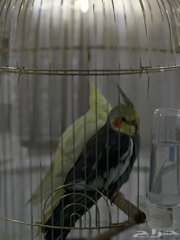 بيع كراوان زوجين 1