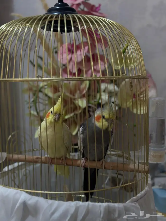 بيع كراوان زوجين 0