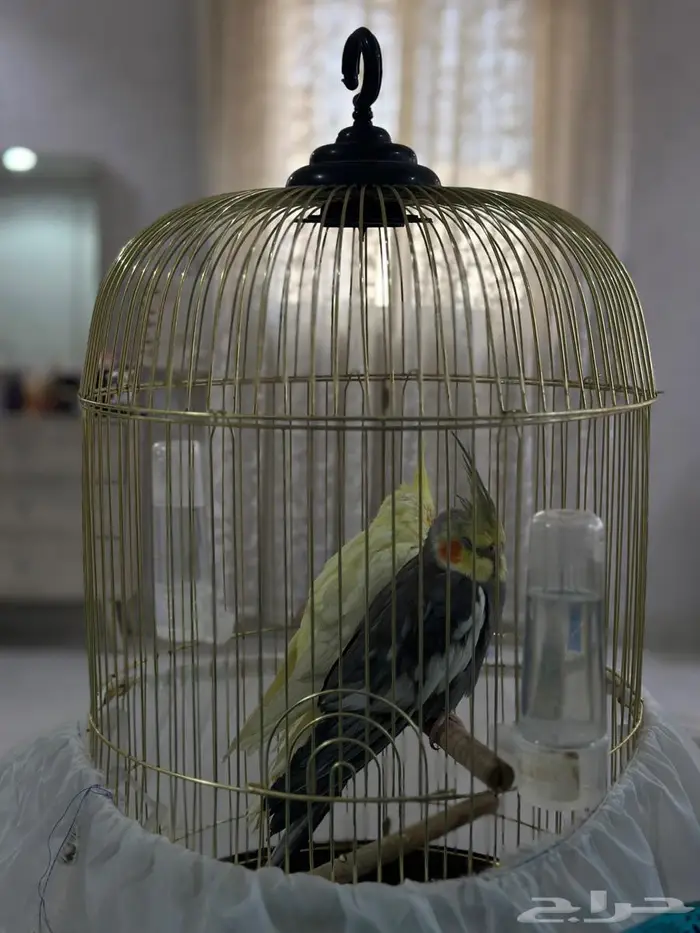 بيع كراوان زوجين 2