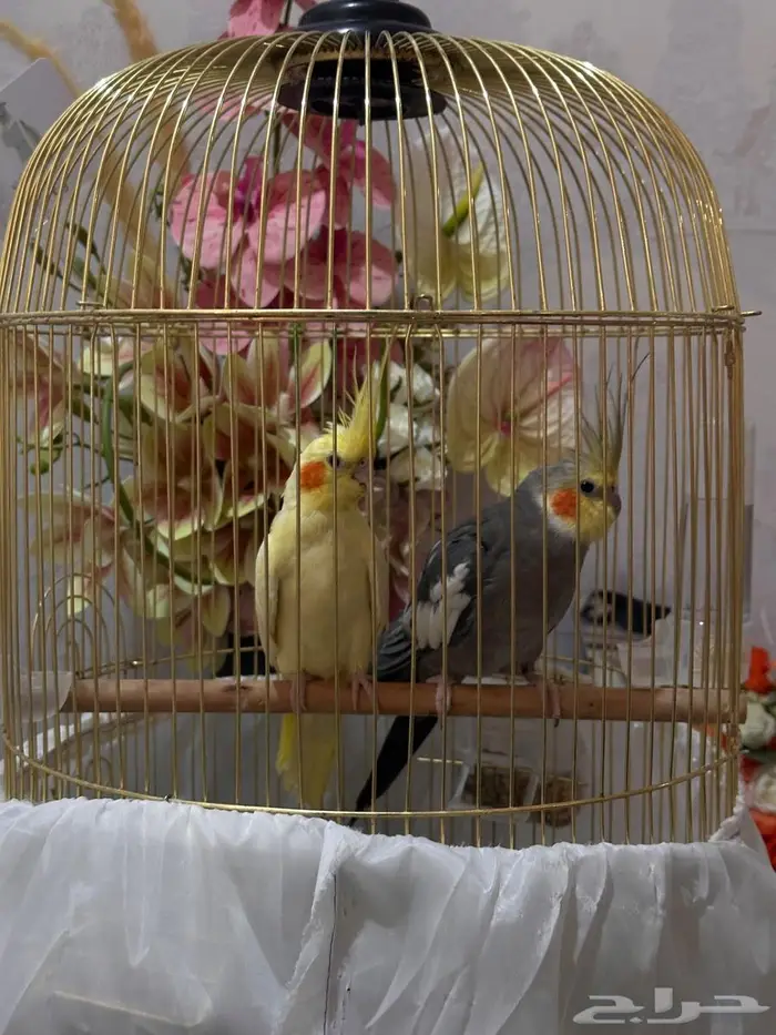 بيع كراوان زوجين 3